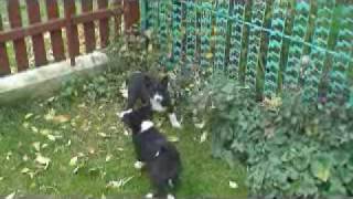 Karelian Bear Dog Puppies [upl. by Tengdin]