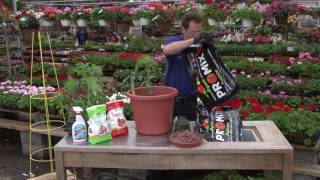 Vegetable Gardening How to Plant Tomatoes in a Container [upl. by Bergh]