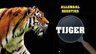 Allemaal beestjes  De tijger [upl. by Alvan]