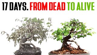 How to Save a Dying Bonsai in TWO WEEKS [upl. by Kind]