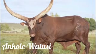 Ankole Watusi ankole watusi [upl. by Matronna]