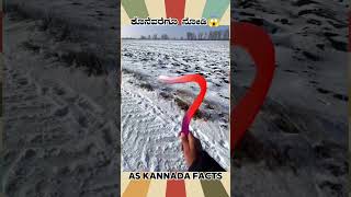 Big Fish Fishing Fact Video  kannada facts karnataka amazing youtubeshorts trendingshorts [upl. by Alcus]