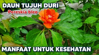 MANFAAT DAUN TUJUH DURI UNTUK KESEHATAN ‼️ Pereskia bleo Pereskiableo Leuenbergeria bleo [upl. by Anirat604]