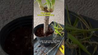 This could be the issue with your yucca plant plantcare yucca plantlovers [upl. by Nowd]