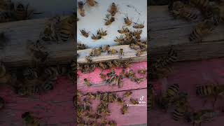 Bee ASMR [upl. by Ynnaffit]