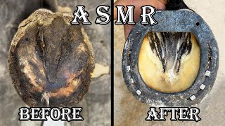 farrier hoof restoration farrier shoeing a horse  farrier asmr [upl. by Aihsem569]