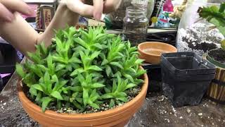 Repotting Large Haworthia Retusa Cluster [upl. by Strickler]