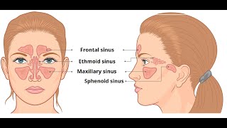 PARANASAL AIR SINUSESFRONTAL MAXILLARY ETHAMOIDAL SPHINOIDAL SINUSHEAD AND NECK ANATOMY IN TAMIL [upl. by Malena]