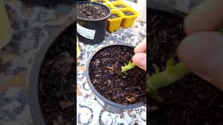 Quick and easy way to propagate geraniums [upl. by Crandell849]