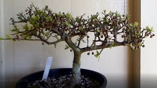 American Frankincense tree – Bursera Microphilla [upl. by Cleres]