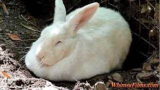 Baby Lullaby Music Relax and Sleep Lullaby and Goodnight Bunnies Animals [upl. by Clift299]