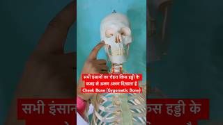 सभी इंसानों का चेहरा किस हड्डी के बजह से अलग अलग दिखाता है Cheek Bonezygomatic Bone viral shorts [upl. by Elliven139]