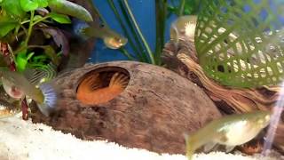 Bristlenose Pleco Eggs [upl. by Anirbys]