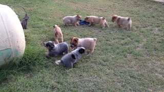 Queensland Heeler Puppies Playing at Decco Ranch Part 1 [upl. by Anirec]