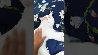 Ghum Parani mashi pishi love cat viralvideo friends 2024shorts subscribe [upl. by Warfield]