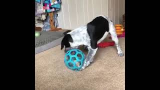 Adorable Texas heeler puppy  Texas heeler playing [upl. by Nus]