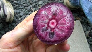 The Star Apple or Caimito Fruit  Video [upl. by Juan701]