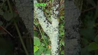 Lichen lichen plantscience4u [upl. by Abell688]