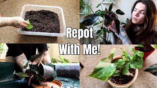 How To Repot A Houseplant With New Soil  Indoor Plant Potting Mix Recipe [upl. by Helprin]