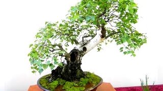 Birch Betula Bonsai Tree [upl. by Nivaj]