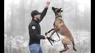 THE BELGIAN MALINOIS  HOW TO TRAIN YOUR PUPPY [upl. by Enovi]