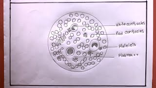 How To Draw Slide Of Human BloodDrawing Human Blood [upl. by Enilorac]