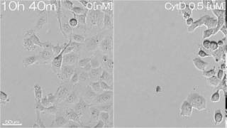 29CytochalasinD affects to cell motility [upl. by Eijneb]