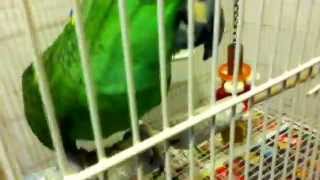 A parrot talking in Spanish and laughing [upl. by Aun980]