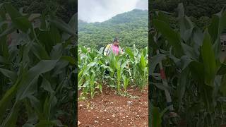 Fertilizing corn process  Good tools and machines make work easier [upl. by Aleinad677]