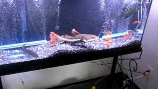 MY RED TAIL CATFISH EATING GOLDFISH [upl. by Nyvrem]