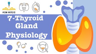 Thyroid Gland physiology by ASM Minds [upl. by Fenwick493]