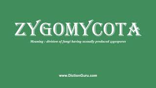 zygomycota How to pronounce zygomycota with Phonetic and Examples [upl. by Llemij495]