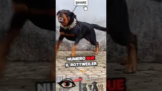 LE 3 RAZZE PIÙ PERICOLOSE 🐕‍🦺 shortvideo animali cane animale cani forza tosainu rottweiler [upl. by Tova]