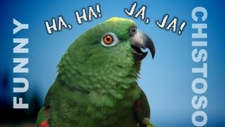 Funny Parrots Laughing  A must watch if you want to laugh [upl. by Anirtap597]