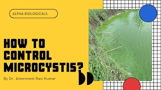 How to control Microcystis  Blue green algae in Aquaculture  Telugu Alphatech Series 20 [upl. by Khorma]