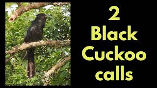 2 BLACK CUCKOO CALLS [upl. by Elenaj]