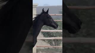 Jet Black Colt  03032246776 [upl. by Fernando]