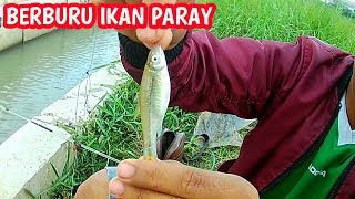 BERBURU IKAN PARAY DI SOLOKAN [upl. by Ecyle]