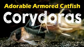 Corydoras Unveiling the Enchanting World of These Adorable Armored Catfish [upl. by Nur]