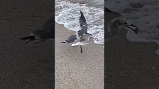 Seagull Steals Food On Beach steal seagull seagulls beach stealmysunshine [upl. by Raimundo126]