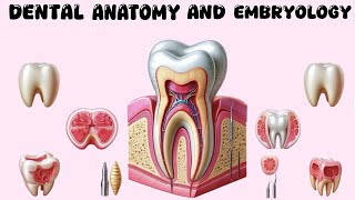 Maxillary Incisors [upl. by Hgielrebma455]