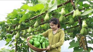 Harvesting Chayote Arden Goes to the Market SellVegetable Gardening  Lý Thị Tiểu Linh [upl. by Ratib]