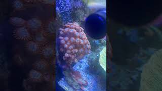 Huge Utter Chaos Zoanthid Colony coral [upl. by Tega]