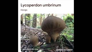 Lycoperdon umbrinum [upl. by Ierbua]