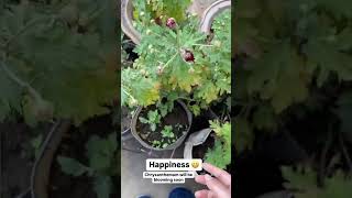 Chrysanthemum will be blooming soon gardening winterflowerplant plants terracegarden [upl. by Nirad]