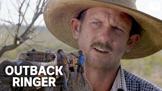 A tough crew muster feral cattle in outback Australia  Outback Ringer [upl. by Randene]