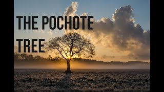 The Sacred Pochote Tree [upl. by Reginnej818]