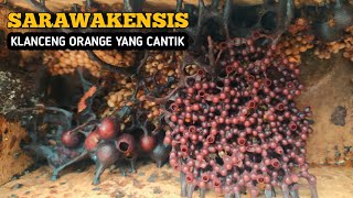 KLANCENGTRIGONA SARAWAKENSIS [upl. by Maribeth]