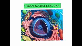 CORSO DI BIOLOGIA MOLECOLARE  TRASCRIZIONE DEL DNA CONTINUAZIONE  LEZIONE 3 [upl. by Dexter]