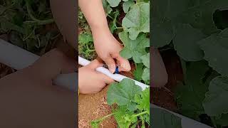 drip depot drip tape irrigation emitter shorts tricks tutorial manual soil crop [upl. by Rowland]